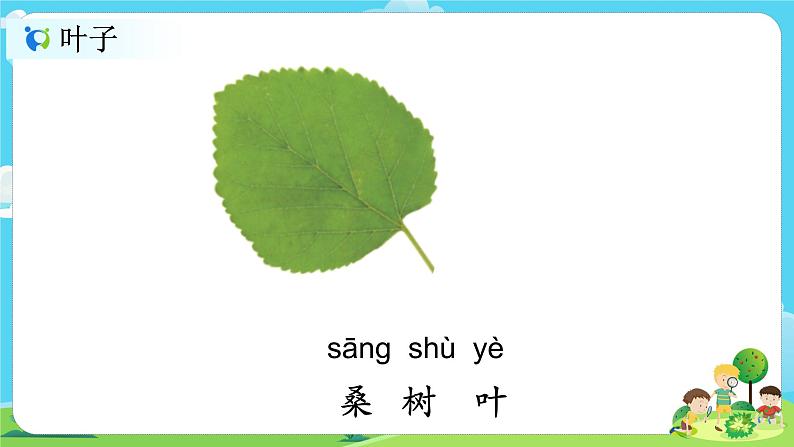 1.1.3《观察叶》课件第7页