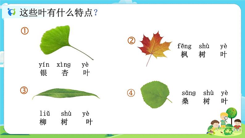1.1.3《观察叶》课件第8页