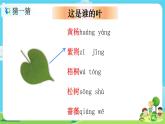 1.1.4《这是谁的叶》课件+教案