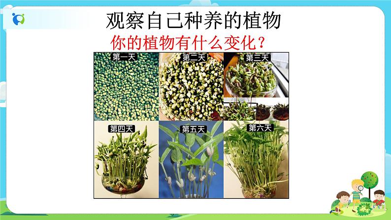 1.1.5《植物是活的吗》 课件第4页
