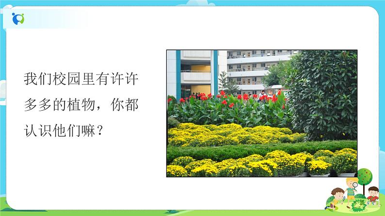 1.1.6《校园里的植物》课件+教案02