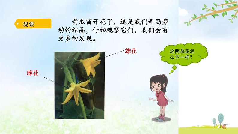 3-4开放的花朵课件 大象版小学科学三下02