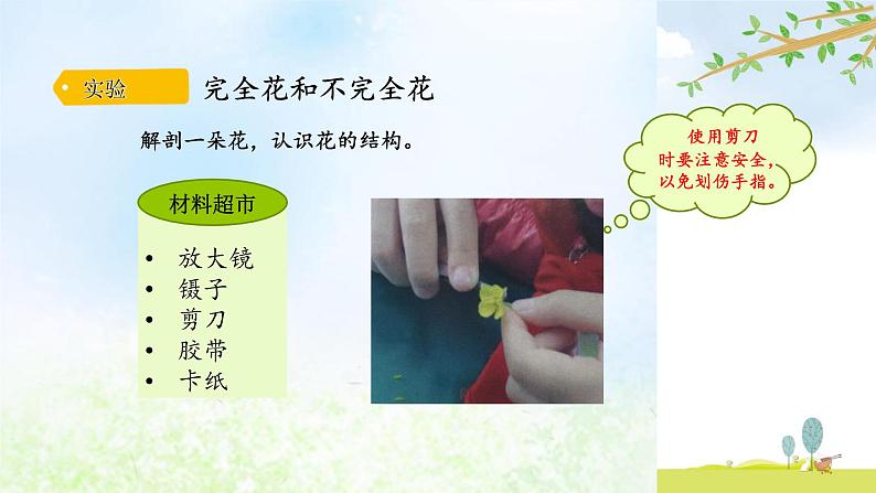 3-4开放的花朵课件 大象版小学科学三下05