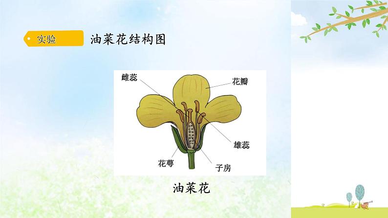 3-4开放的花朵课件 大象版小学科学三下06