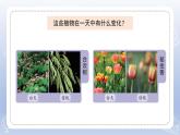 小學(xué)科學(xué)蘇教版五年級下冊第三單元第10課《晝夜對植物的影響》課件3（2022新版）