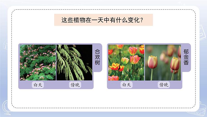 小学科学苏教版五年级下册第三单元第10课《昼夜对植物的影响》课件3（2022新版）第3页