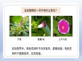 小學(xué)科學(xué)蘇教版五年級下冊第三單元第10課《晝夜對植物的影響》課件3（2022新版）
