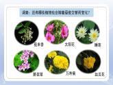 小學(xué)科學(xué)蘇教版五年級下冊第三單元第10課《晝夜對植物的影響》課件3（2022新版）