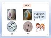 小學科學蘇教版五年級下冊第一單元第3課《發(fā)霉與防霉》課件3（2022新版）