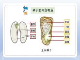 小学科学苏教版四年级下册第四单元第12课《用种子繁殖》课件6（2022新版）