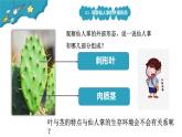 1.2奇妙的植物课件PPT