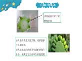1.2奇妙的植物课件PPT