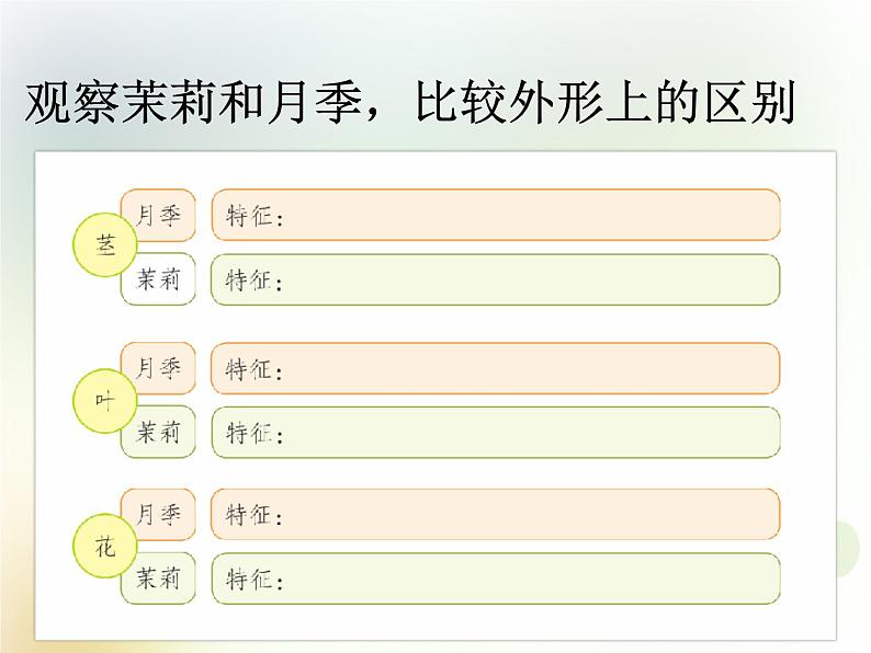 第2课《月季和茉莉》教学课件 粤教版小学科学四下07