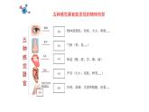 教科版义务教育版小学科学二年级下册   2.通过感官来发现    课件
