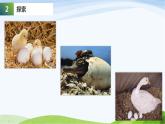 教科版三年级下册科学《动物的繁殖》教学课件