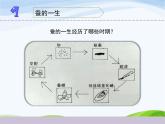 教科版三年级下册科学《动物的一生》教学课件