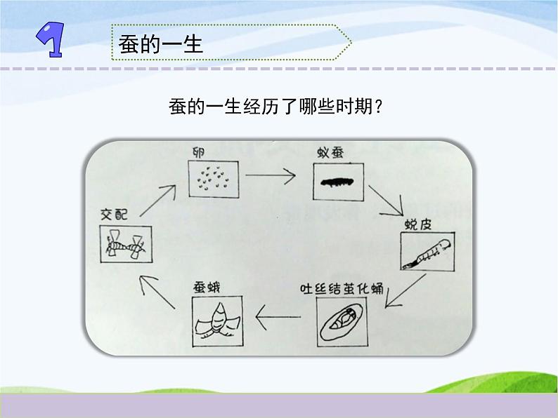 教科版三年级下册科学《动物的一生》教学课件02