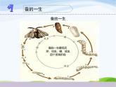 教科版三年级下册科学《动物的一生》教学课件