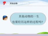 教科版三年级下册科学《动物的一生》教学课件