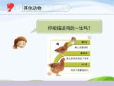 教科版三年级下册科学《动物的一生》教学课件