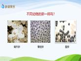 教科版三年级下册科学2.2 认识其他动物的卵（课件）