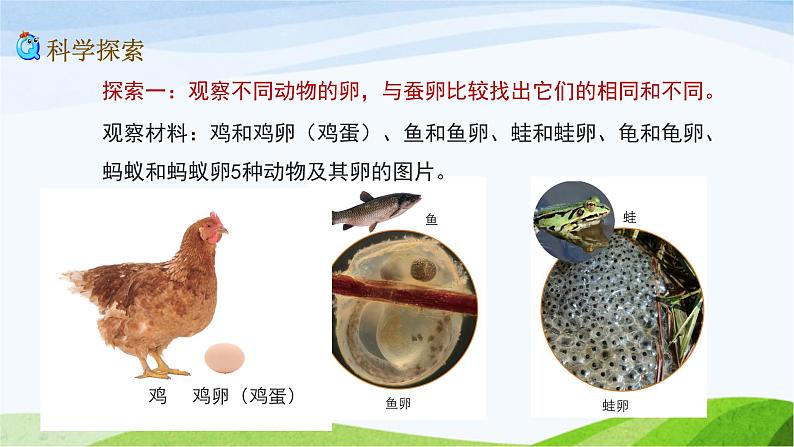 教科版三年级下册科学2.2 认识其他动物的卵（课件）第4页