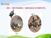 教科版三年级下册科学2.2 认识其他动物的卵（课件）