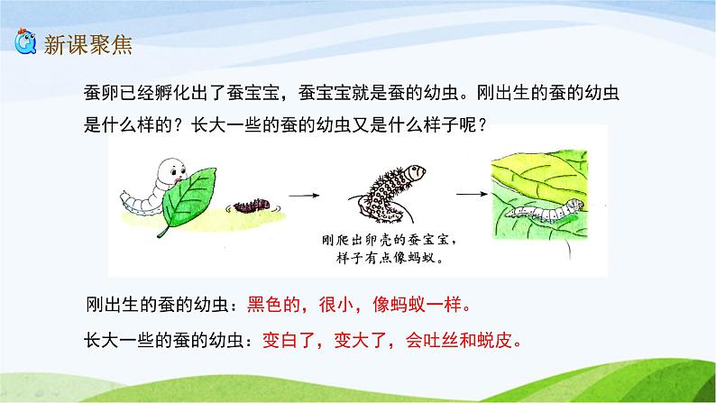 教科版三年级下册科学2.3 蚕长大了（课件）03