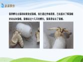 教科版三年级下册科学2.5 茧中钻出了蚕蛾（课件）