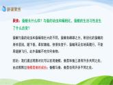 教科版三年级下册科学2.5 茧中钻出了蚕蛾（课件）