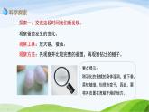 教科版三年级下册科学2.5 茧中钻出了蚕蛾（课件）