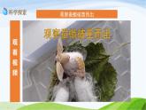 教科版三年级下册科学2.5 茧中钻出了蚕蛾（课件）