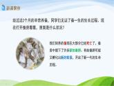 教科版三年级下册科学2.6 蚕的一生（课件）