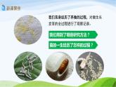 教科版三年级下册科学2.6 蚕的一生（课件）