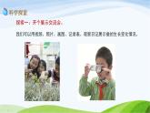 教科版三年级下册科学2.6 蚕的一生（课件）