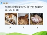 教科版三年级下册科学2.7 动物的繁殖（课件）