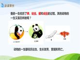教科版三年级下册科学2.8 动物的一生（课件）