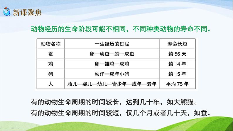 教科版三年级下册科学2.8 动物的一生（课件）03