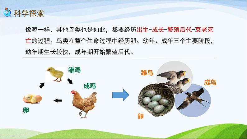 教科版三年级下册科学2.8 动物的一生（课件）07