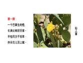 奇妙的植物课件