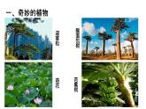 奇妙的植物课件