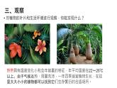 奇妙的植物课件