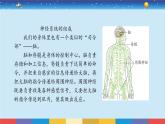 2017蘇教版五年級上冊《從刺激到反應》課件PPT