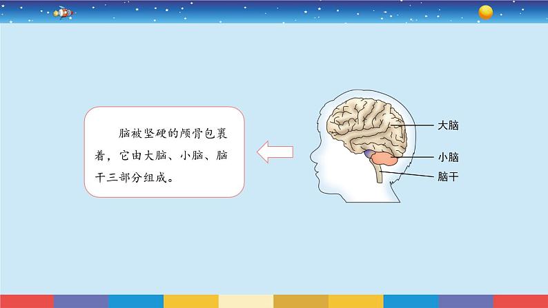 2017苏教版五年级上册《我们的大脑》课件PPT第3页