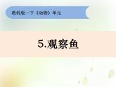 2-5《觀察魚》課件+教案 教科版小學(xué)科學(xué)一下