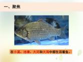 2-5《觀察魚》課件+教案 教科版小學(xué)科學(xué)一下