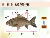 2-5《觀察魚》課件+教案 教科版小學(xué)科學(xué)一下