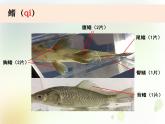 2-5《觀察魚》課件+教案 教科版小學(xué)科學(xué)一下