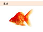 2-6《給動物分類》課件+教案 教科版小學科學一下