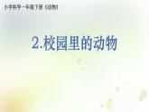 2-2 校園里的動物 課件+教案 教科版小學科學一年級下冊